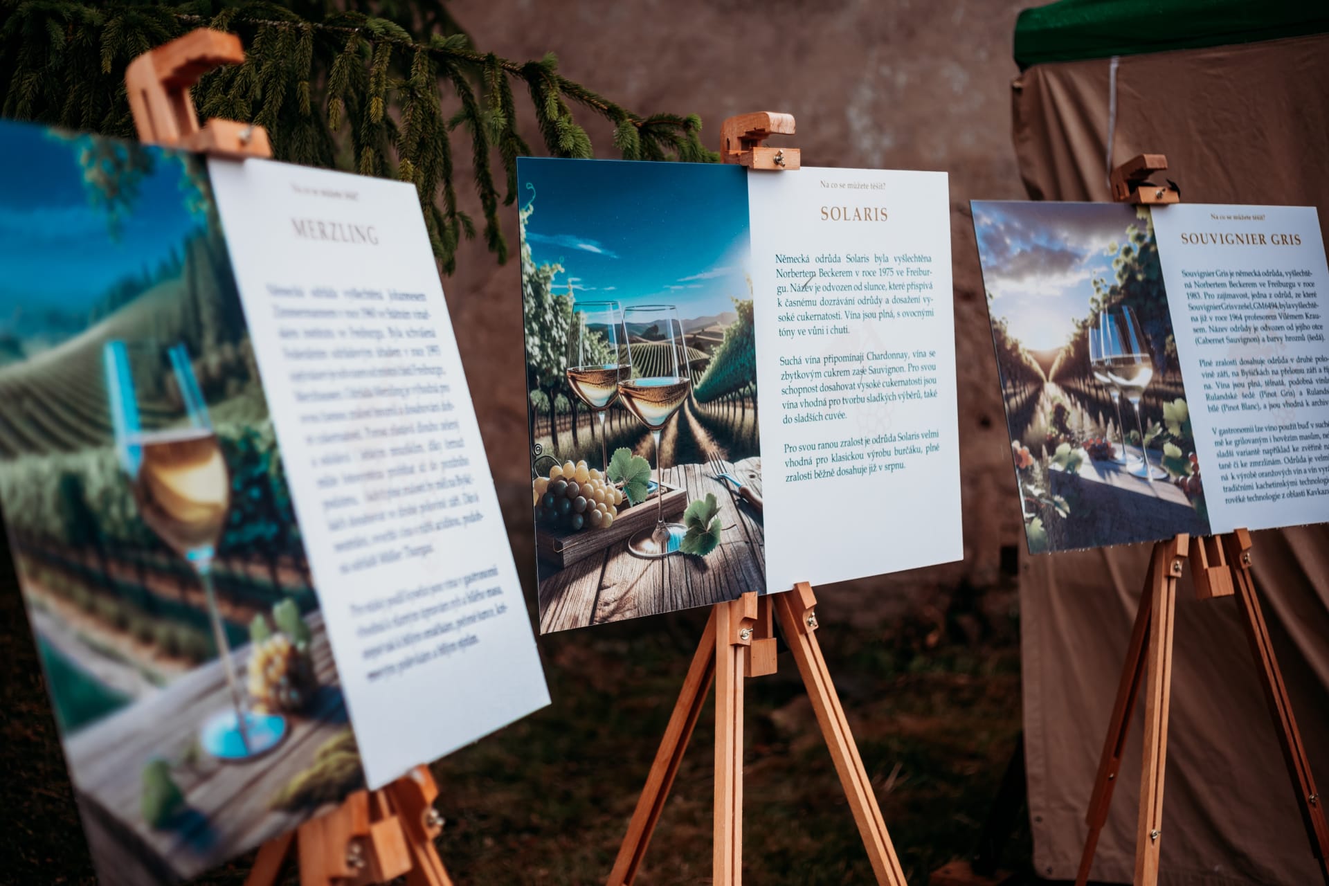 Odrůdy — Merzling, Solaris, Souvignier Gris