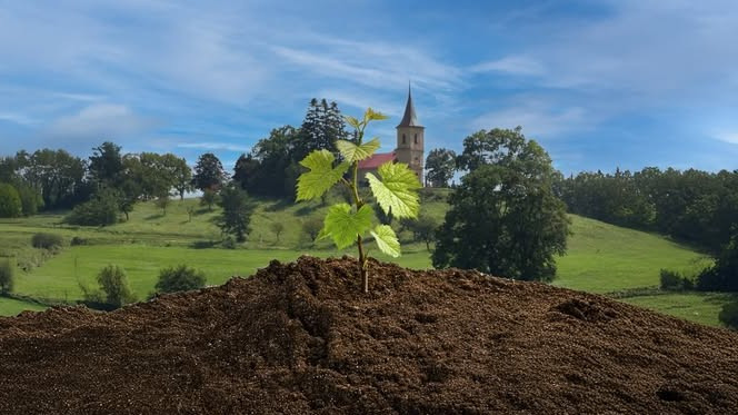 Réva — výsadba u kostela